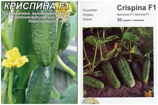Crispin cucumber seeds