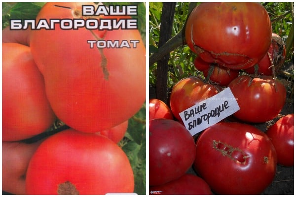 tomaatin siemenet kunniaksesi