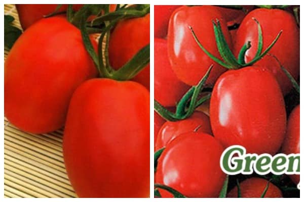 Irenos pomidorų sėklos