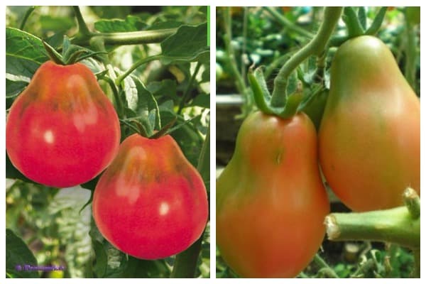 tomātu sēklas Krimas roze