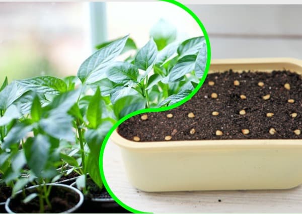 pepper seedlings in a pot