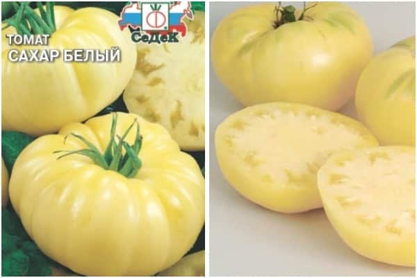 Odmiana pomidora Biały cukier