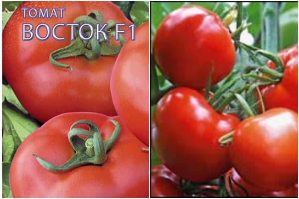 tomaatin siemenet itään