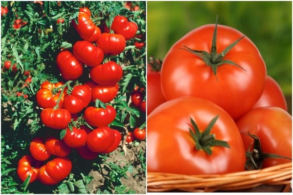 Aussehen von Tomaten Orlets