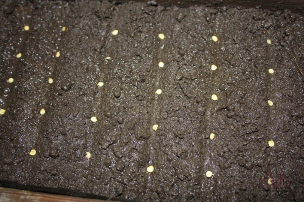 semillas de pimiento en el suelo
