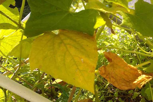 żółte liście ogórków
