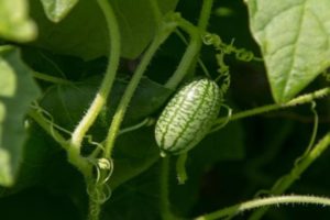 Description of the African Melotria cucumber variety, its features, properties and growing rules