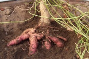 Popis sladkých brambor Batat, jeho přínosy a poškození, pěstování a péče