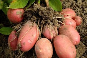 Descripció de la varietat de patates Bellarosa, cultiu i cura