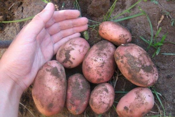 Kartoffeln aus dem Boden