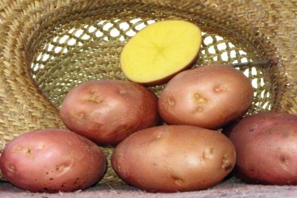bulvės į krepšelį