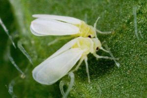 Com desfer-se de la mosca blanca dels cogombres en un hivernacle, com processar-la?