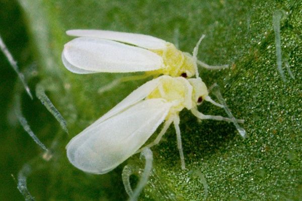 whitefly på ett blad