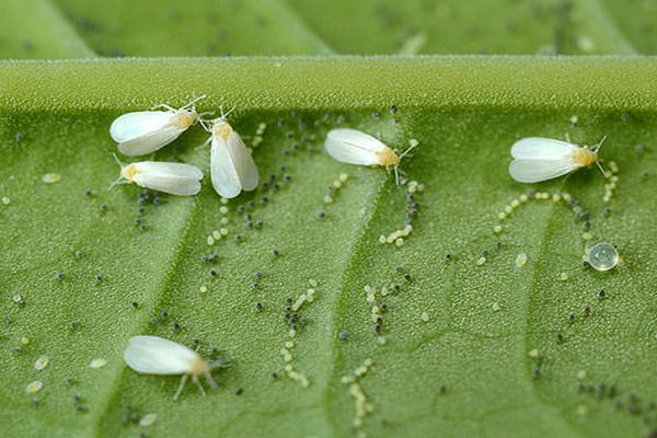 whitefly harcok