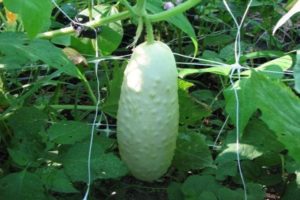 Beschrijving van variëteiten van witte komkommers, die groeien en ervoor zorgen
