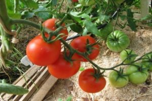 Opis sorte rajčice Biatlon F1, njegove karakteristike i uzgoj