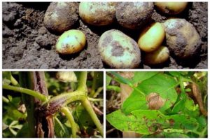 Causes of potato diseases, their description and treatment, control measures