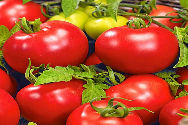 Beskrivelse af tomatsorten Bolivar F1, dens egenskaber og udbytte
