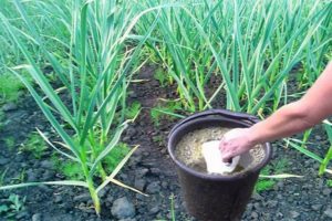 What and how to feed garlic in July to grow large?