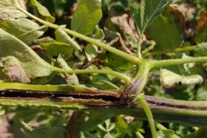 How to deal with blackleg on potatoes?