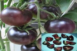 Descrizione della varietà di pomodoro Black Pearl, caratteristiche di coltivazione e cura