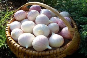 Description of the variety of garlic Chinese, how to grow and when to dig out?
