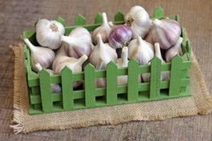 When to harvest garlic in a rainy summer to save it from rot?