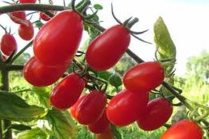 Descrizione della varietà di pomodoro Elf f1, caratteristiche di coltivazione e cura