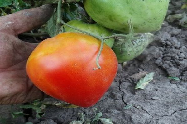tomatvater rhine