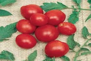 Mô tả về giống cà chua Fancy, đặc điểm trồng trọt và chăm sóc