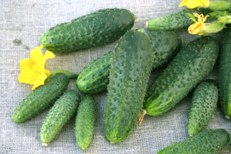 cucumber shchedryk