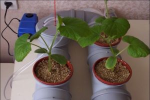 Teknologien til at dyrke agurker i hydroponik derhjemme