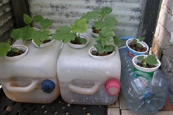 hydroponics sa bahay