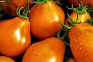 Descrizione della varietà di pomodoro Orange Pear, sue caratteristiche e produttività