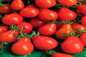 Descripción de la variedad de tomate Conserva de pera, sus características y productividad