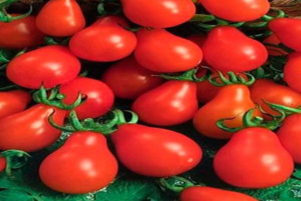 inblikkende peer van tomatenkwaliteit