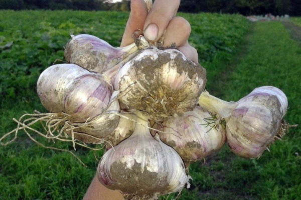 store garlic