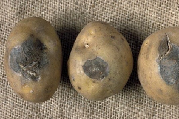 in Kartoffeln verrotten