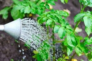 How to save and grow potatoes if the garden is flooded in a rainy summer?