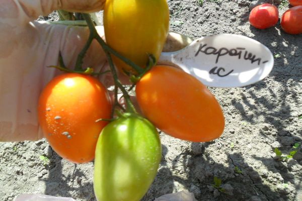 tomato variety and sowing