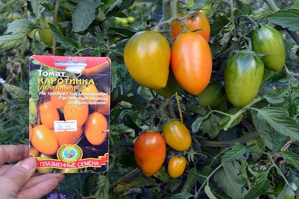 Beschrijving van de tomatensoort Karotinka, de teelt en verzorging ervan