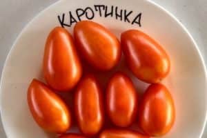 Descripció de la varietat de tomàquet Karotinka, el seu cultiu i cura