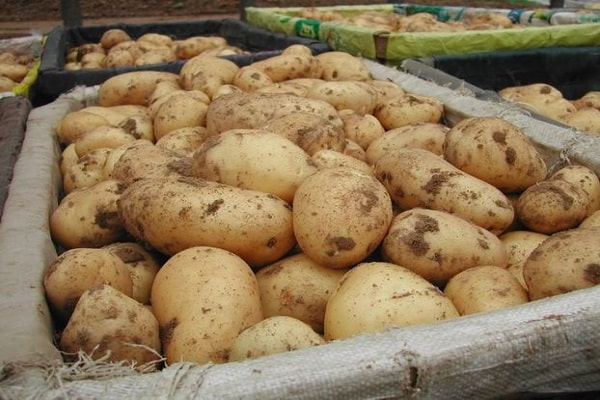 Beskrivelse af Adretta-kartoffelsorten, dens dyrkning og pleje