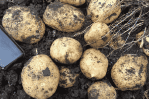 Descripció de la varietat de patates Adretta, cultiu i cura