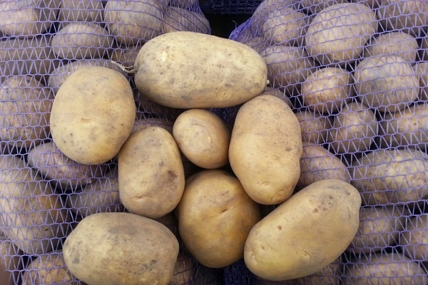 büyüyen patates