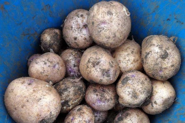 Sineglazka-aardappelen