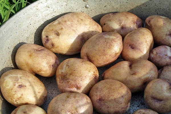 zozbierané zemiaky