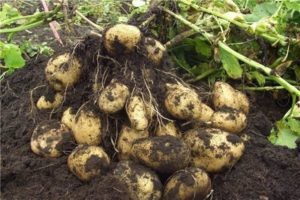 Opis krumpira Tuleevsky, sadnja i njega
