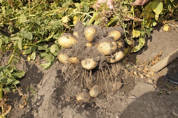 Pommes de terre Tuleyevsky