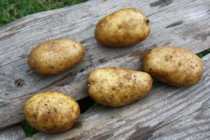 Descripción de la variedad de patata Luck, sus características y recomendaciones para su cultivo.